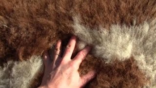 How To Make Your Own UnBleached Sheep or Goat Skin Rug [upl. by Valene621]