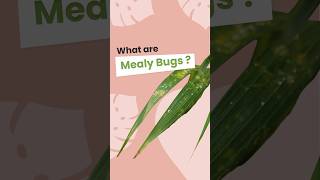 Unmasking Mealy Bugs Your Plant enemies [upl. by Lavud297]