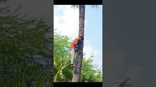 tree climbing machine2024 trending ytshort reels [upl. by Ramaj]