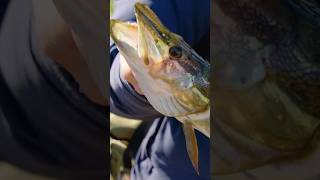 This Fish Ate What fishing fishingvideo fish fishinglife fishingaddict fishingtips [upl. by Ecyoj]