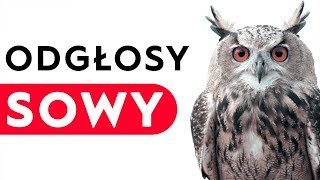 Sowa  odgłosy sowy [upl. by Llenart]