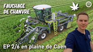 Fauchage de chanvre avec cette impressionnante machine  EP26 en plaine de Caen [upl. by Feeney]