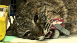 De bobcat onder narcose  Burgers Zoo Natuurlijk  Arnhem [upl. by Ysset70]