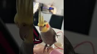 How to Train Your Cockatiel to Whistle and Dance [upl. by Yssim]