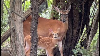 Whoa On Todays Moment with Nature Twin Fawns with their Mom [upl. by Arola]