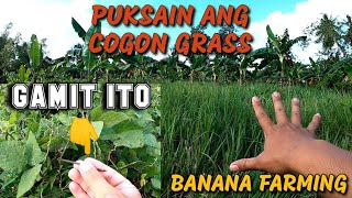 Banana farming kill cogon grass without using herbicide Using Calopogonium muconoidesBanana farm [upl. by Eduam]