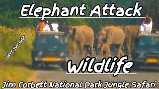 Wild Elephants Attack The Vehicle  Spotted Deer  Jim Corbett  Jungle Safari elephantattack ctr [upl. by Hares730]