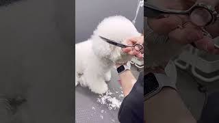 BICHON FRISES PUPPY FACELIFT AND NEW GROOMING STYLING 🐶🙉🐾 pets grooming dog cute puppy [upl. by Rafaelita]