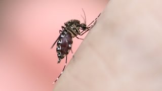 1000 Mosquito Bites How to prevent mosquito and noseeum bug bites [upl. by Suoivatram832]