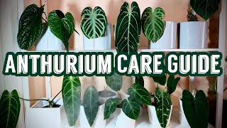 A Comprehensive Anthurium Care Guide [upl. by Ciapas]