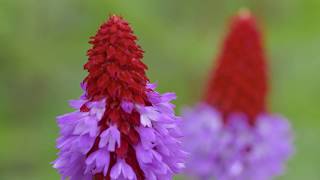 Master Grower  Harperley Hall Farm Nurseries  RHS Chatsworth Flower Show  RHS [upl. by Llerdnam]