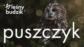 Leśny Budzik  Puszczyk [upl. by Onid142]