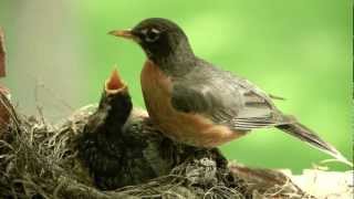 Mother bird feeding worms to cute baby Robin Canon 5D II [upl. by O'Rourke94]