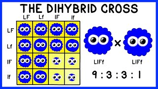 Mendelian Genetics The Dihybrid Cross [upl. by Mesics155]