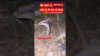 😱 सांप के सर पर बालshortstrendingviralvideoytshortsinstagramcobrasnakevidesnakeanimals [upl. by Tam731]