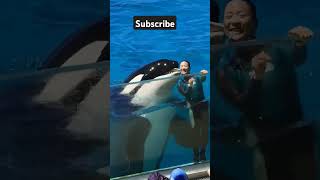 Fun with orcas entertainment adventure nature whale music shorts shortvideo [upl. by Larok]