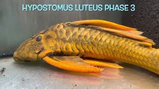 Hypostomus luteus Phase 3 [upl. by Paten]