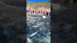 Fartura De Peixe Na Rede Dos Pescadores Da Praia Grande em Arraial do Cabo Rj Brasil 🇧🇷 shorts [upl. by Jannery]