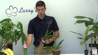 How to Grow Vanda Alliance Orchids [upl. by Mlawsky203]