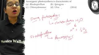 Anoxygenic photosynthesis is characteristic of a Rhodospirillum b Spirogyra c Chiamydomonas [upl. by Nahtanohj]