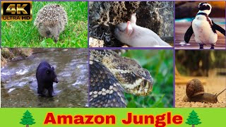 Amazon Jungle  The worlds Largest Tropical Rainforest  Animal and snacks 🥨 natureinplant [upl. by Gile]