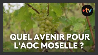 Vignoble  Quel avenir pour lAOC Moselle [upl. by Buseck]