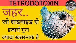 Tetrodotoxin  Most Poisonous Chemical  Toxin  puffer fish [upl. by Esilenna]