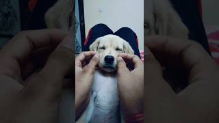 Jimmy kese so raha hai dogs pets viral trending leo minivlog firstvlog animal lover shorts [upl. by Latrell725]