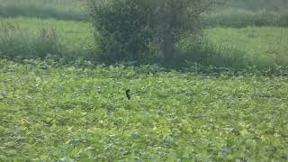 Lesser Florican walking amp jumping [upl. by Arnoldo]