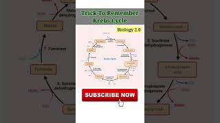 Krebs Cycle  Biology 20 [upl. by Analli]