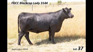 Lot 37 FHCC Blackcap Lady 3144 [upl. by Raquela]