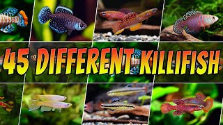 Different Types of Killifish  Rare amp Common Killifish  Aquarium Fish Species List [upl. by Onstad756]