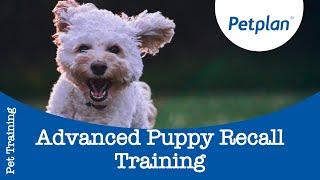 Advanced Puppy Recall Training  Teach Puppy To Come When Called  Petplan [upl. by Anir]