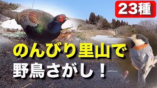 春先の野鳥に会いに行こう！ [upl. by Inneg]