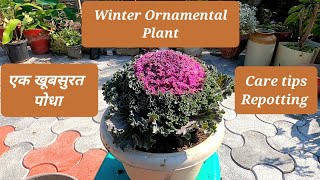 Gardeners favourite plant  kale plant  ornamental cabbage  care tips propogation repotting [upl. by Kast]