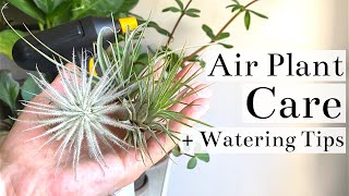 Air Plant Tillandsia Care  Watering Tips [upl. by Ahsam461]