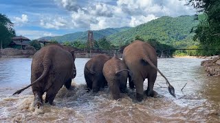 Returning Home to Elephant Nature Park  ElephantNews [upl. by Ritz]