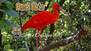 The Red Ibis [upl. by Yecac]