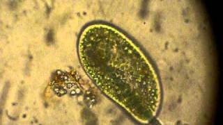 Paramecium digeriendo microalgas [upl. by Eilitan671]