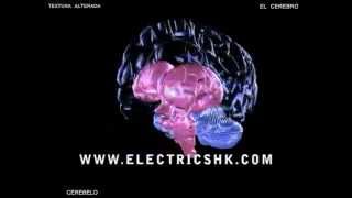 3D Brain parts  Partes del Cerebro 3D [upl. by Herwick517]