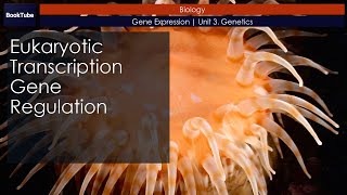 Eukaryotic Transcription Gene Regulation  Gene Expression  Unit 3 Genetics [upl. by Assirral]