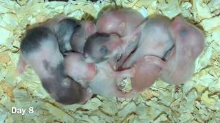 Baby Hamster Day 1 to Day 30 Syrian Hamster [upl. by Lindemann]