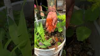 Como hacer abono casero para las plantas con la pepita de aguacate shorts [upl. by Blane]