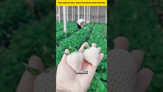 How white strawberries are made shortvideo [upl. by Lem]