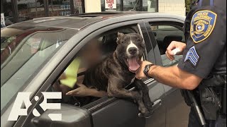 Live PD Illegal Lap Dog Season 2  AampE [upl. by Blaire]