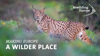 Rewilding Europe  Making Europe a Wilder Place  Discover our Mission Vision and Goals [upl. by Fancie78]