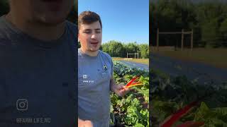 Rainbow Swiss Chard also known as Bright Lights from Johnnys is such a great crop for the garden [upl. by Ytteb642]