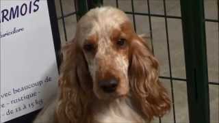 Cocker anglais pluricolore  English Cocker Spaniel  ExpoZoo  102014 [upl. by Elvah]