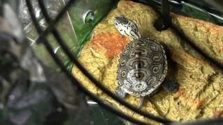 Carolina Diamondback Terrapin concentric [upl. by Eesdnil495]