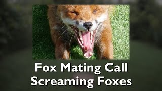 What does a fox mating call sound like [upl. by Whittaker]